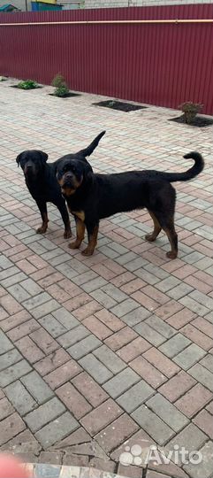 Щенок ротвейлера