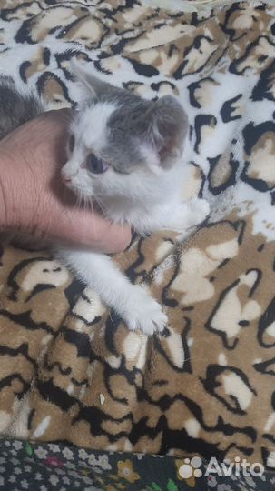 Котёнок