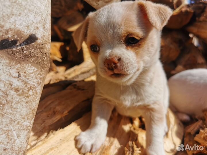 Щенки чихуахуа