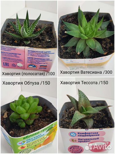 Суккуленты