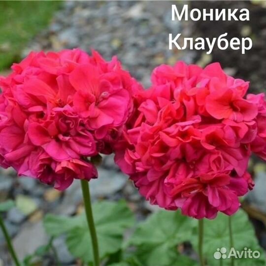 Пеларгония герань