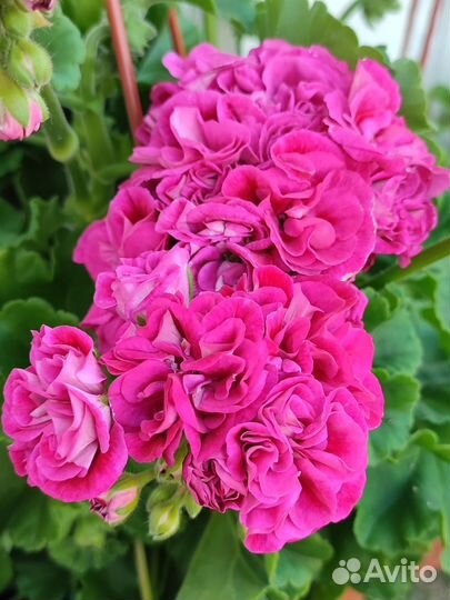 Пеларгония