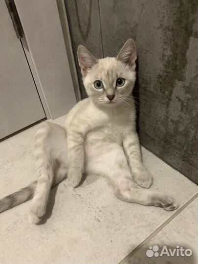 Тайская кошка