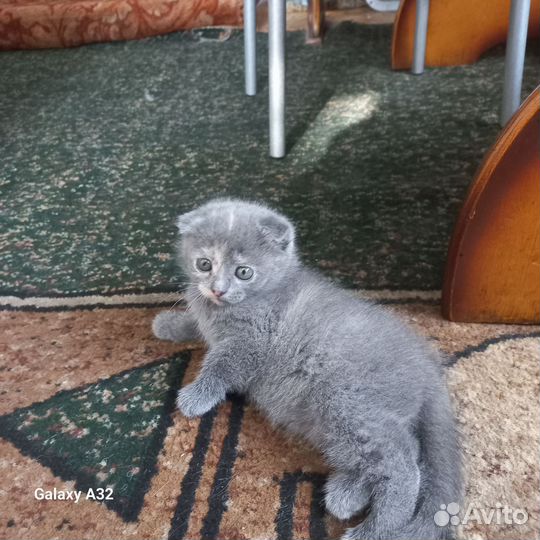 Шотландская вислоухая