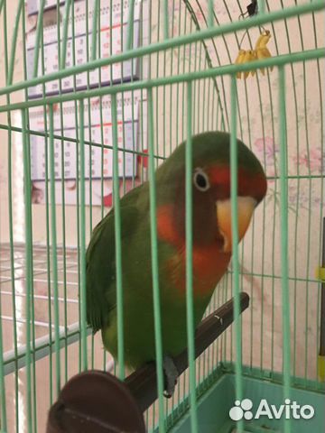 Передержка кошек в домашних условиях