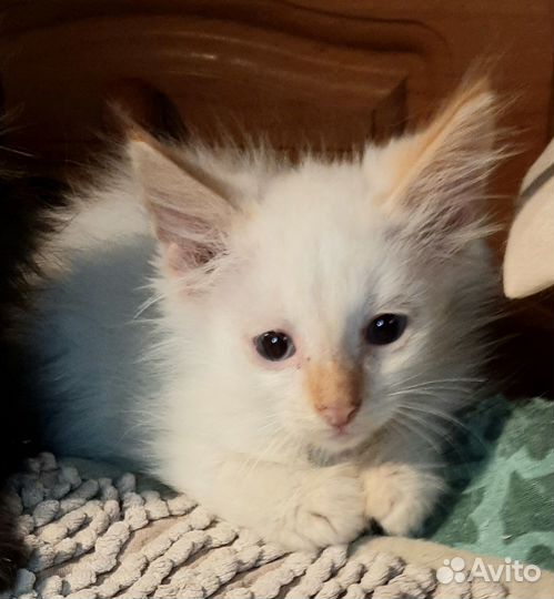 Котята в добрые руки бесплатно