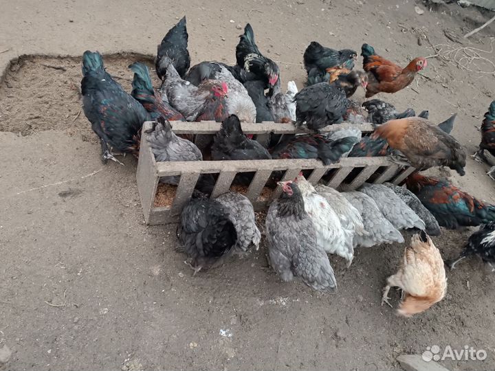 Продаю домашних кур
