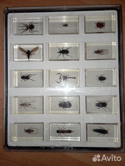 Насекомые в стекле