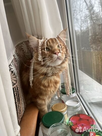 Мейн-кун котенок