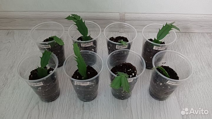 Декабрист или шлюмбергера оранжевый и розовый