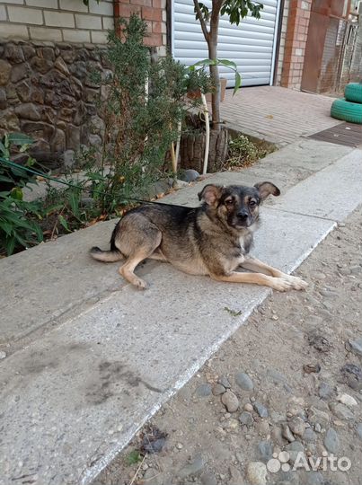 Собака в добрые руки