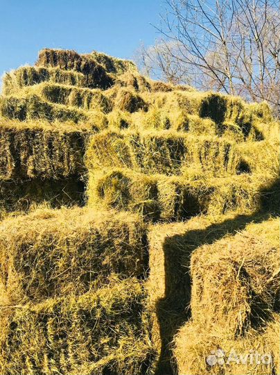 Сено в тюках 2022