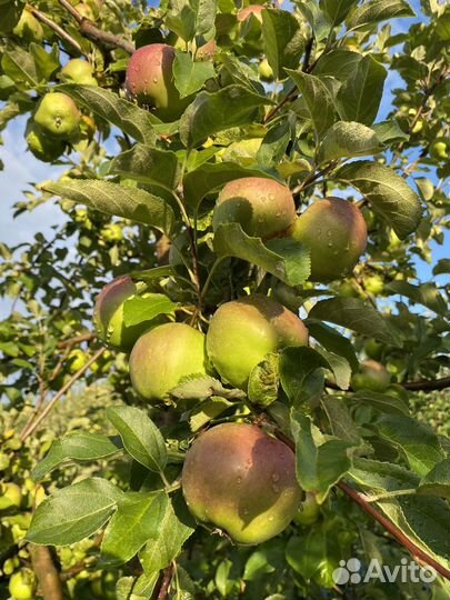 Профессиональная обрезка и уход за плод.деревьями