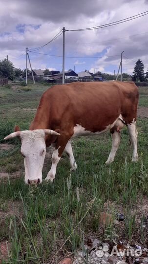 Продам корову