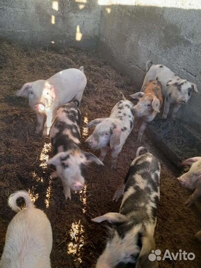 Поросята ландрас дюрок
