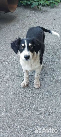 Щенок в добрые руки