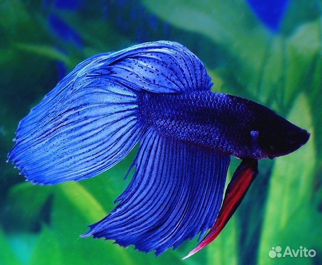 Рыбка Петушок вуалевый, коронохвостый, супердельта