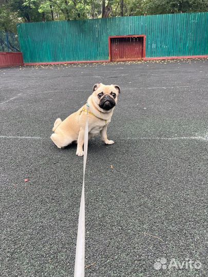 Выгульщик собак/присмотр за животными