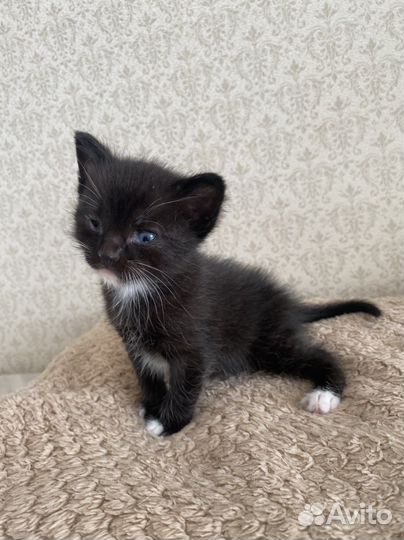 Котята в добрые руки мальчики