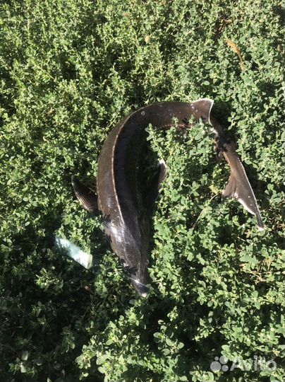 Живая рыба.Sтерлядь