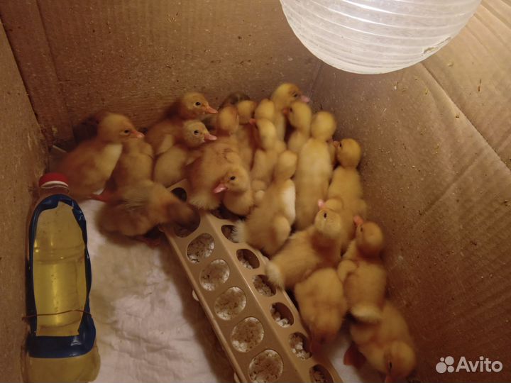 Петухи, Утята, Гусята, Инкубационное яйцо утки