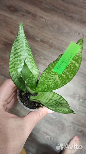 Сансевиерия Ханни Крем