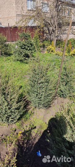 Можжевельник скальный