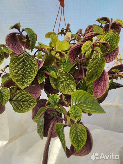 Традецканции