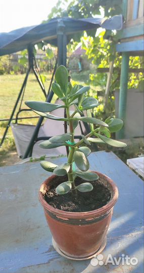 Крассула толстянка денежное дерево