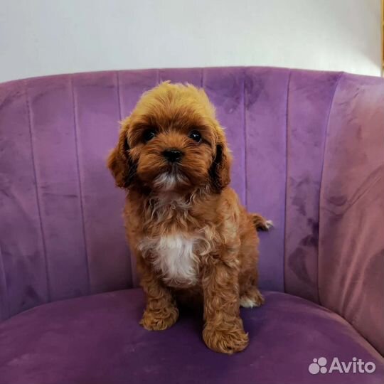 Щенки кавапу и мальтипу