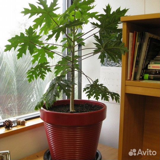 Папайя семена