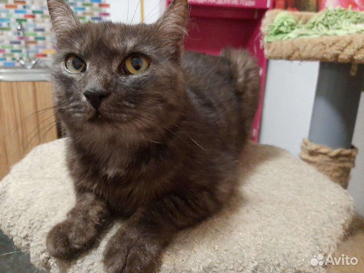 Кошка Лейла, стерильная