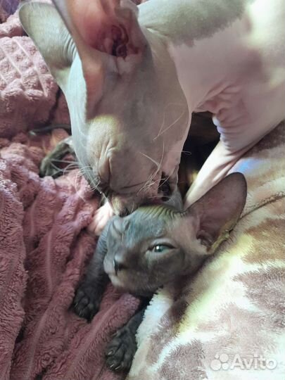 Котенок донской сфинкс