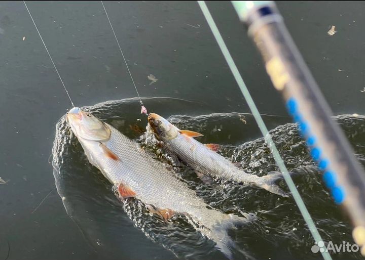 Рыба донская свежая