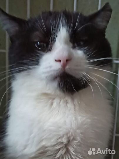 Котбергамот с откусанным ухом со слезами на глазах