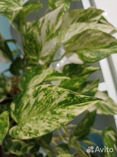 Сциндапсусы, эпипремнумы, хоя триколор