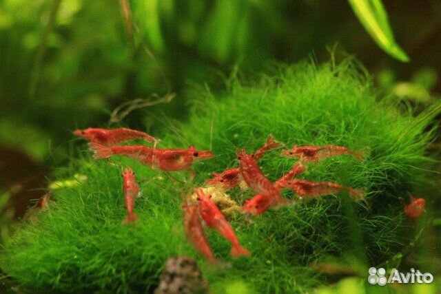 Креветки черри