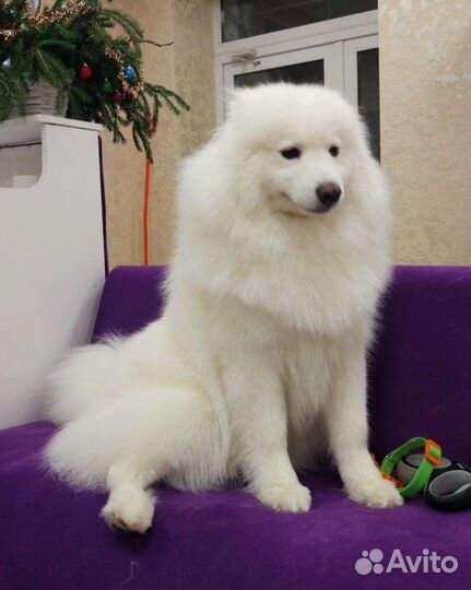 Красивые стрижки для ваших питомцев