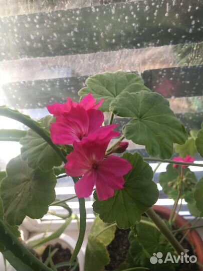 Герань. Комнатные цветы