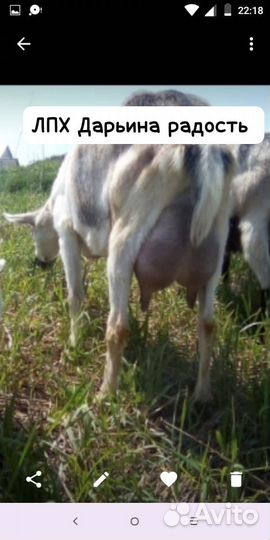 Козы дойные и козлята -нубийские и альпийские