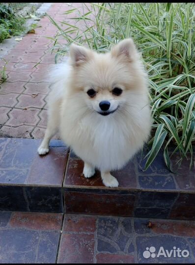 Померанский шпиц девочка