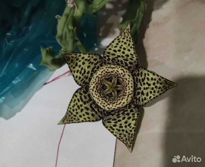 Суккулент опунция стапелия кактус