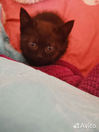 Кошка бесплатно