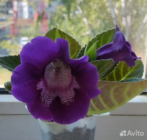 Тидея(глоксиния)