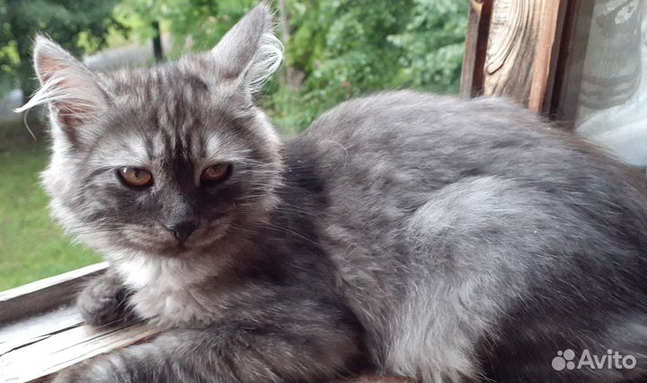 Кошки