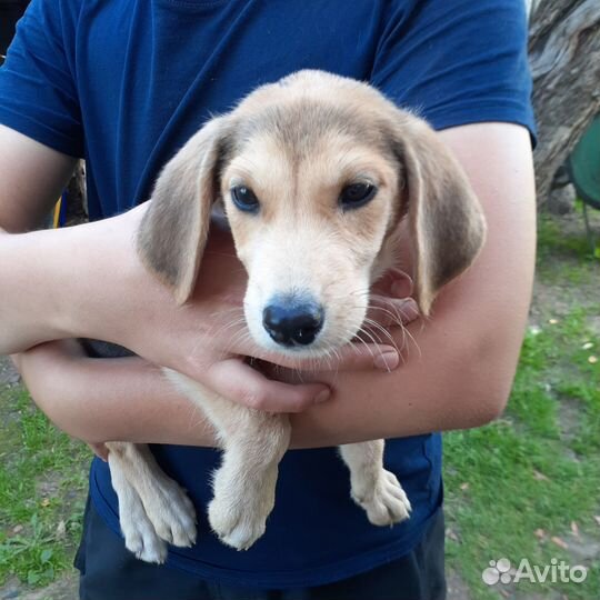 Русская гончая