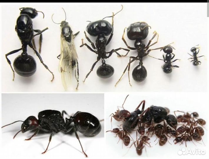 Колония муравьев для формикария