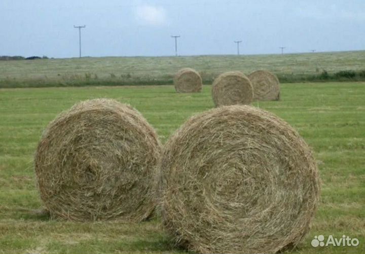Сено в рулонах