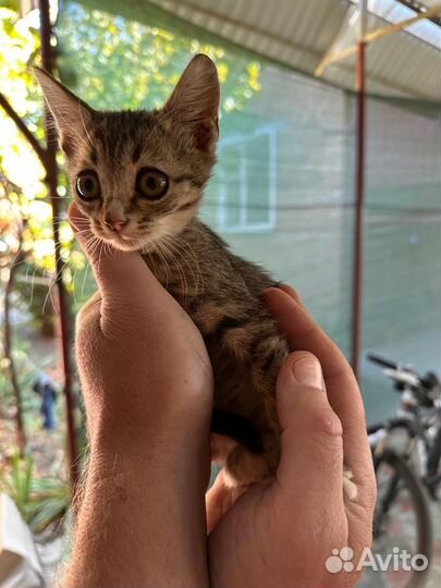 Котята в добрые руки бесплатно