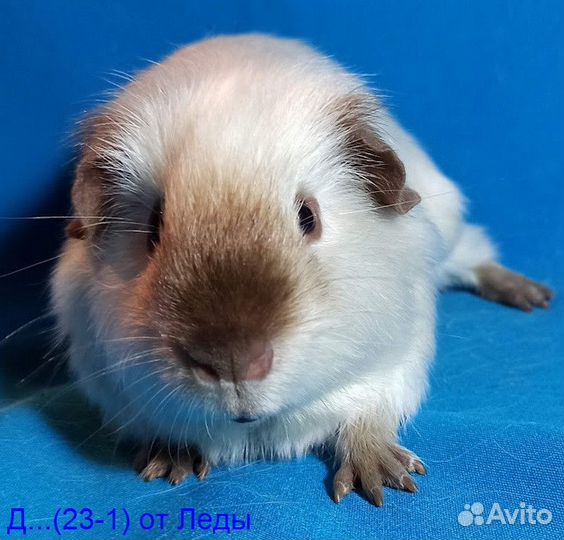 Морские свинки девочки и мальчики